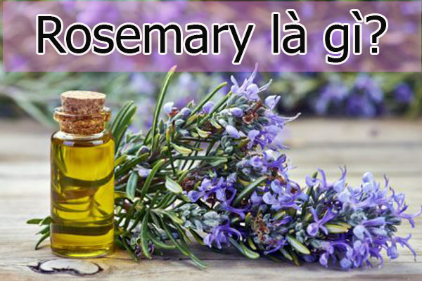 Rosemary là gì?